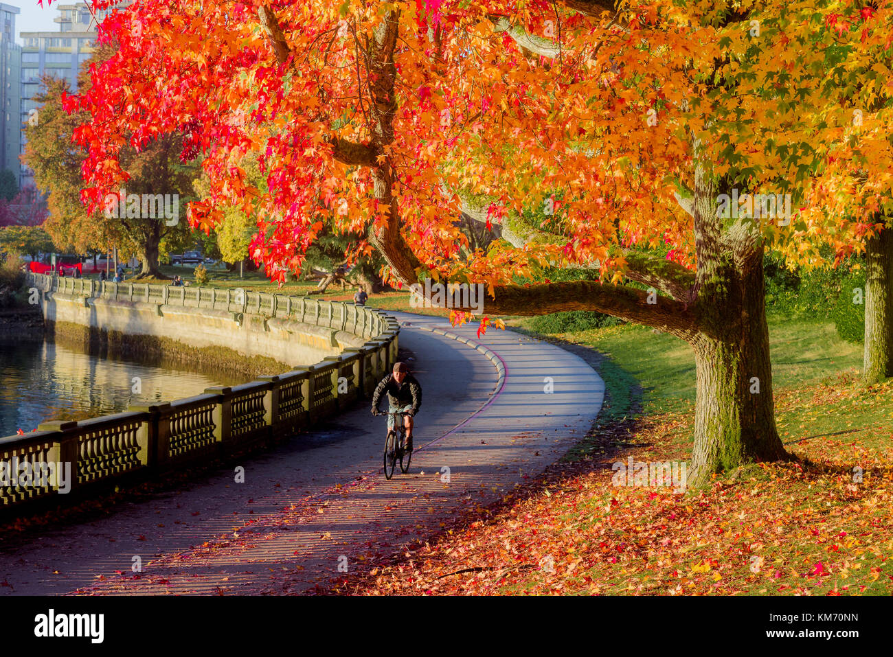 Fall colour, Stanley Park seawall, Vancouver, British Columbia, Canada. Stock Photo