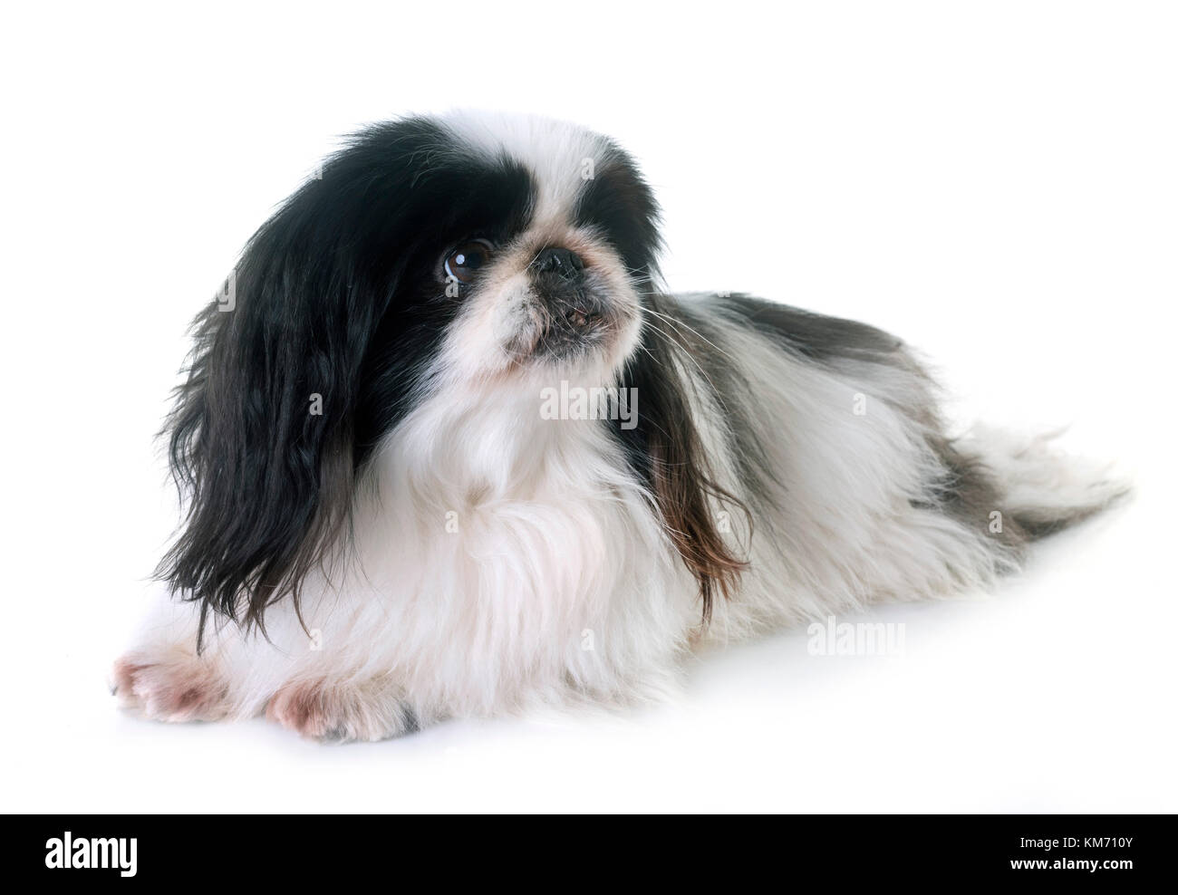 Black and white pekingese 2025
