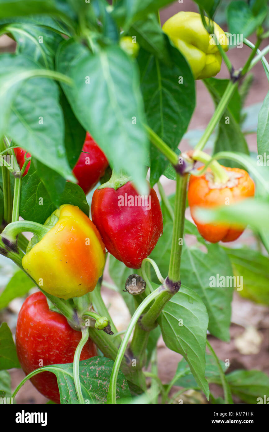 Red & orange peppers (capsicum) growing on plant Stock Photo Alamy