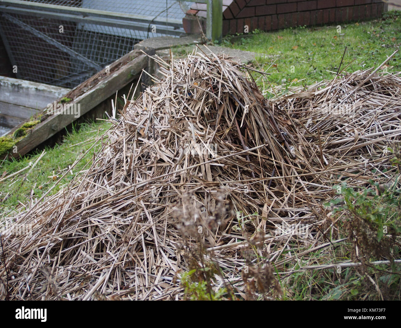 canada goose nesting uk