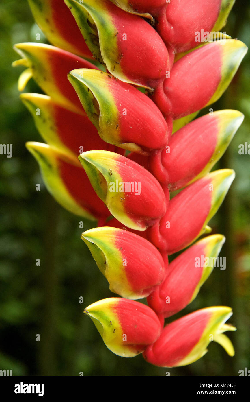 False Bird of paradise plant (Heliconia rostrata) Stock Photo