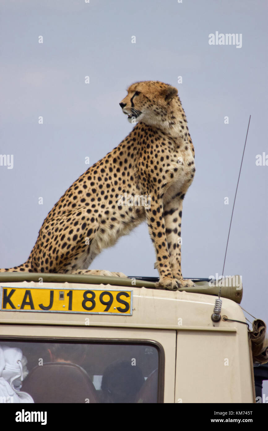 Cheetah (Acinonyx jubatus) on roof Stock Photo
