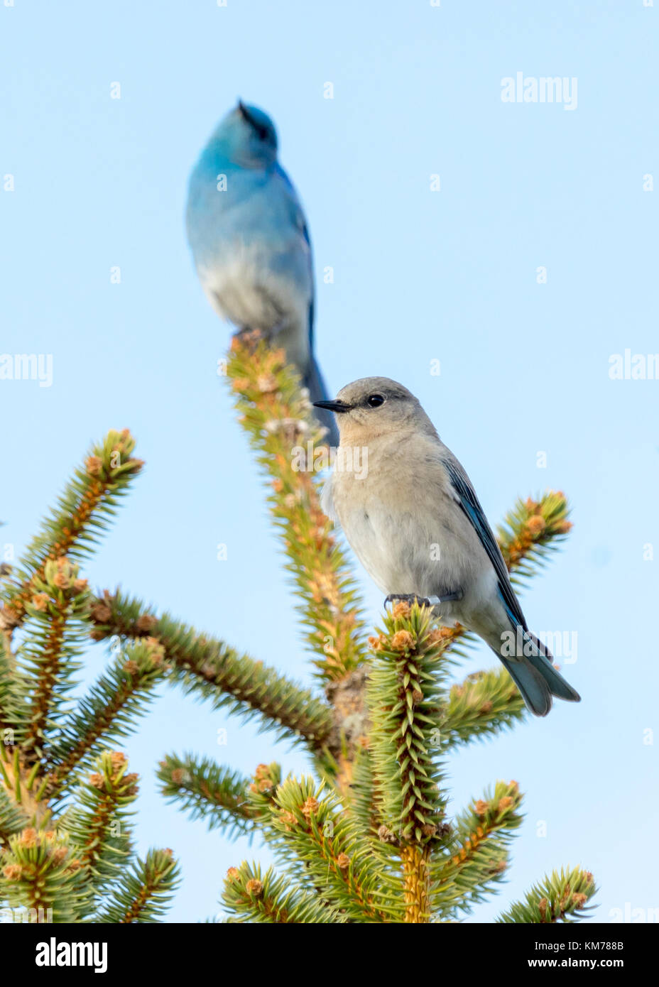A breeding pair of Mountain bluebirds (Sialia currucoides), with selective focus on the female bird.  Near Tofield, Alberta, Canada. Stock Photo