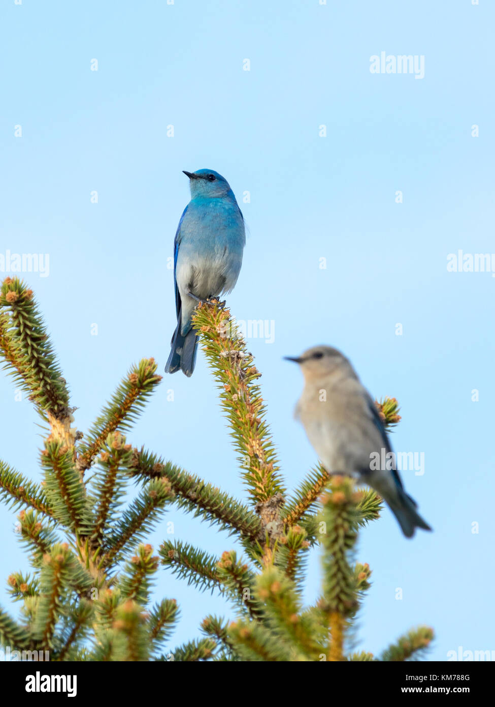 A breeding pair of Mountain bluebirds (Sialia currucoides), with selective focus on the male bird.  Near Tofield, Alberta, Canada. Stock Photo