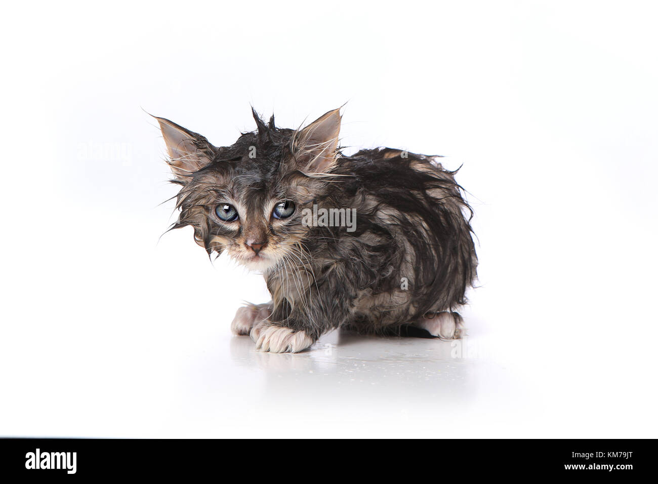 1,170 Angry Cat Bath Images, Stock Photos, 3D objects, & Vectors