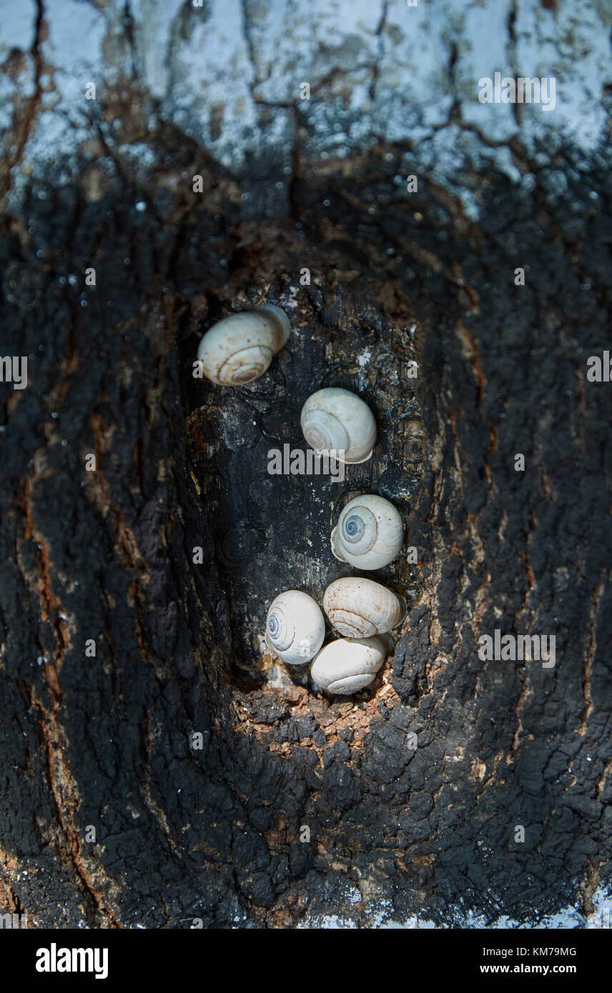 Shells in tree holes Stock Photo Alamy