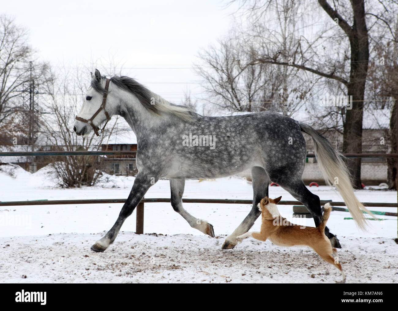 Animal friendship warm blooded horse playing with dog Stock Photo