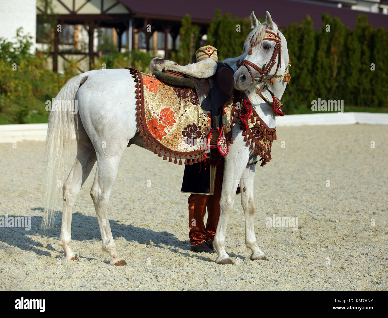 Arabian Horse. Gray stallion in a paddock. Egypt Stock Photo