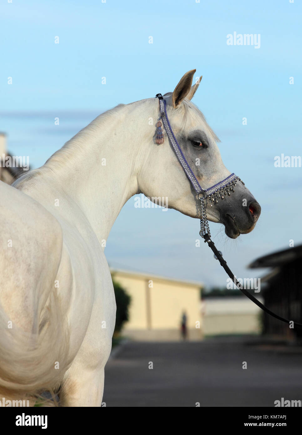 Arabian Horse. Gray stallion in a farm. Egypt Stock Photo