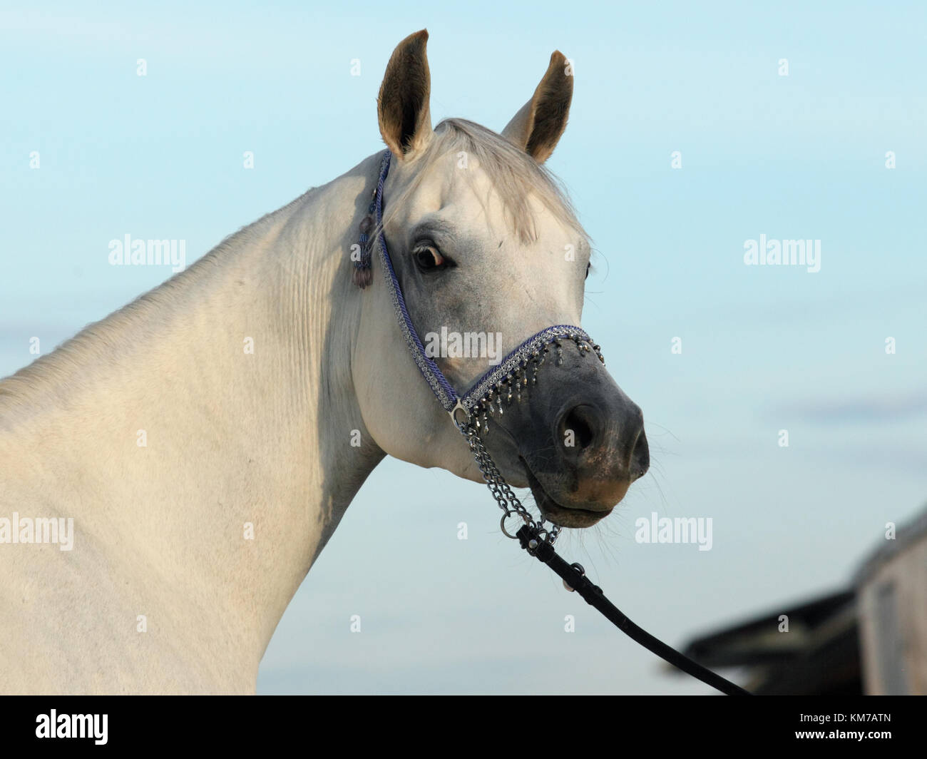 Arabian Horse. Gray stallion in a farm. Egypt Stock Photo