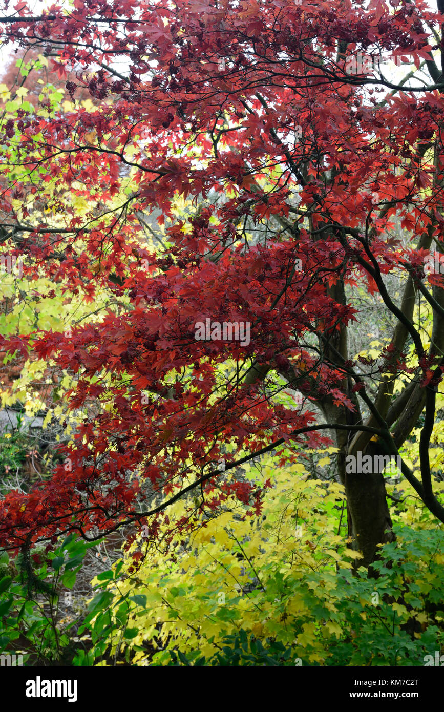 red,yellow,acer,maple,leaves,foliage,tree,trees,autumn,fall,autumnal,change,chaning,color,colour,colorful,colourful,RM Floral Stock Photo