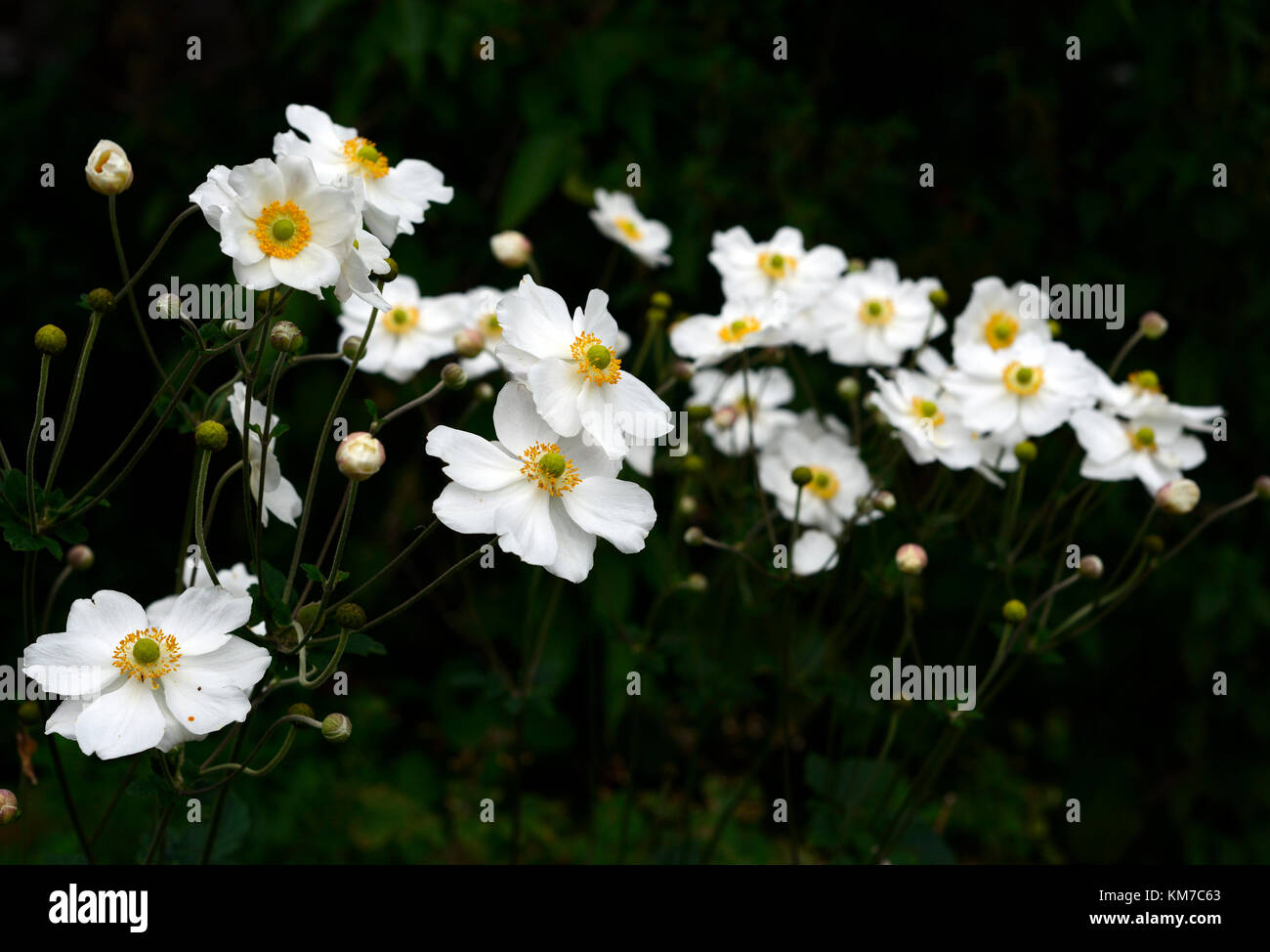 anemone hybrida honorine jobert,white,flower,flowers,bloom,blossom,perennial,late summer,autumn,RM Floral Stock Photo