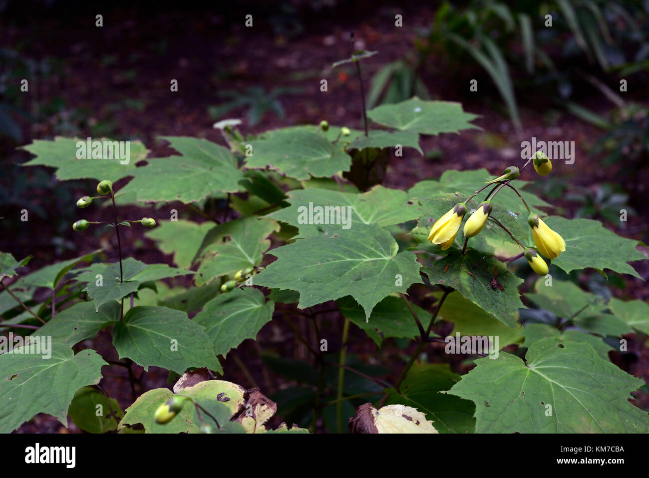 kirengeshoma palmata,yellow waxbells, yellow,flowers,flowers,flowering,plant portraits, foliage, leaves, green,RM Floral Stock Photo