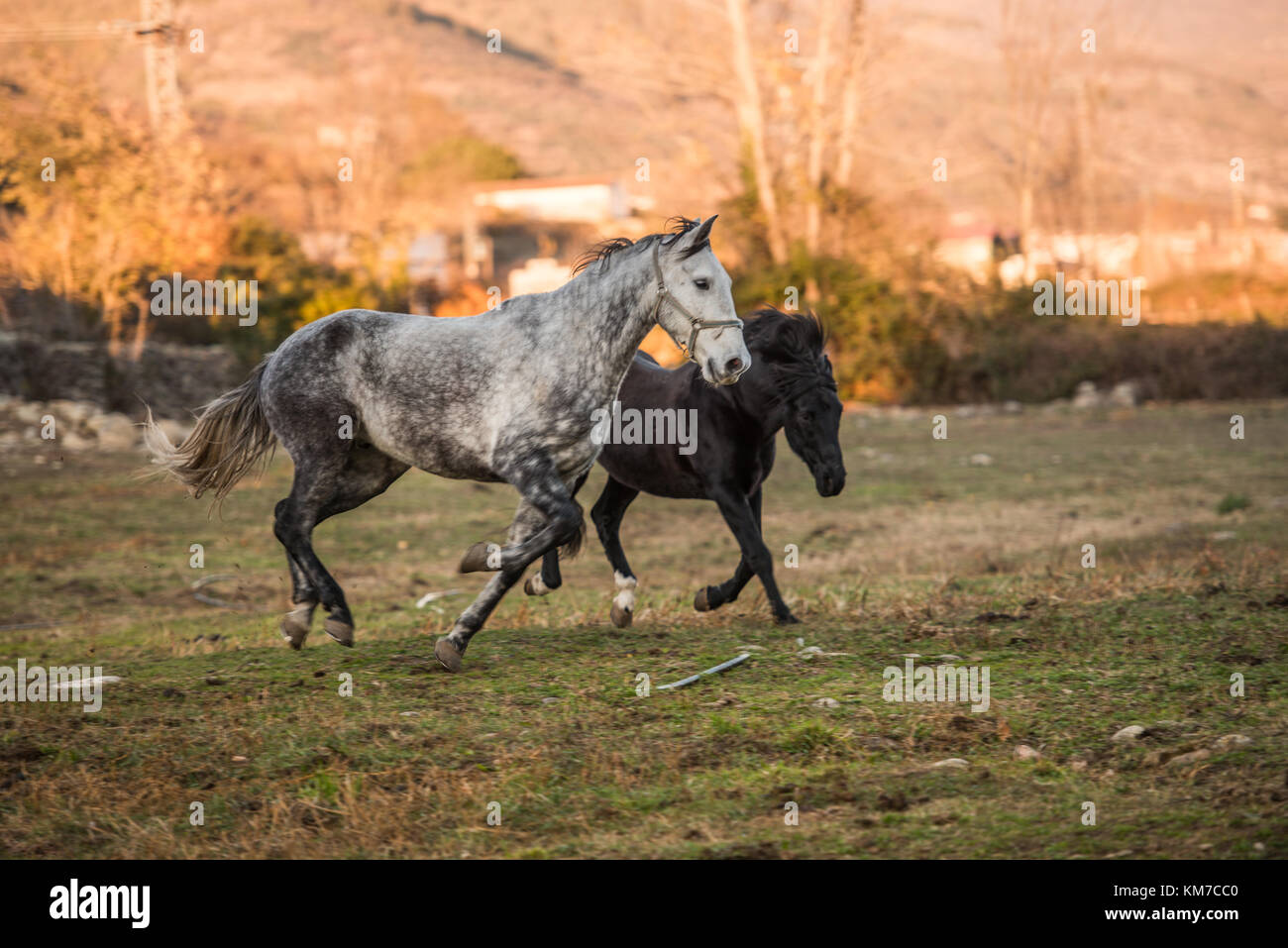 Two horses, one white and one black, run free on a ranch in Jerte ...