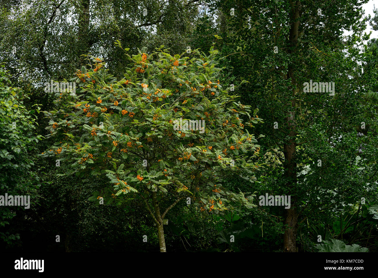 sorbus aucuparia fructu luteo, yellow, berries, mountain ash, ashes, rowan tree, trees, ornamental ,RM Floral Stock Photo