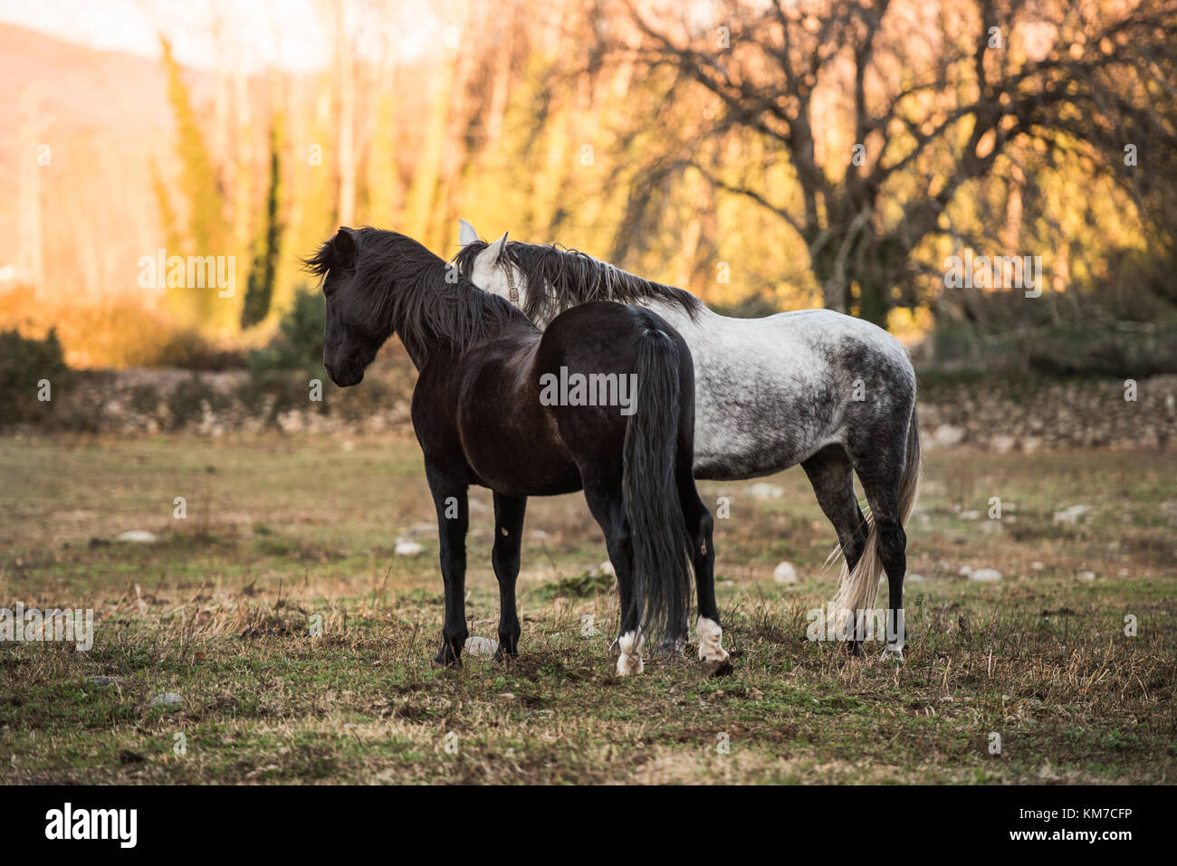 Portrait two horses one black one brown hi-res stock photography and ...