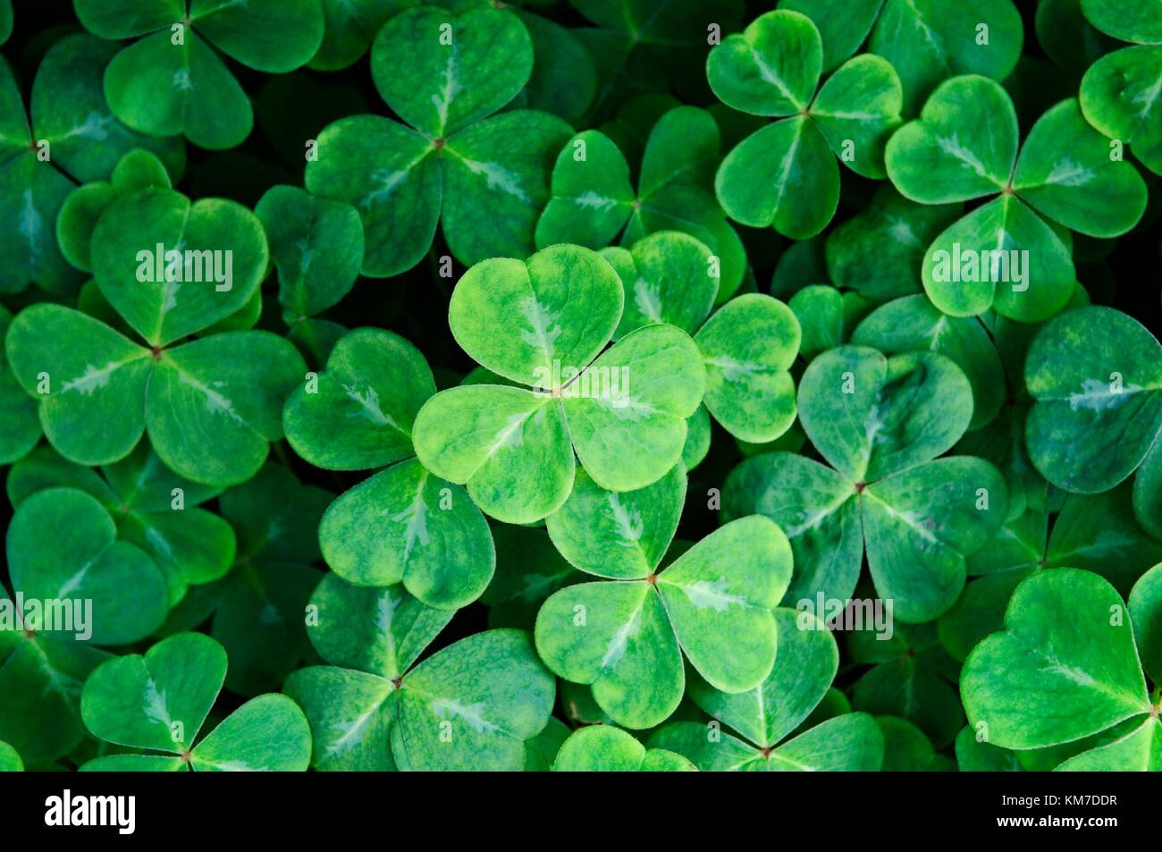 Irish shamrock (Wood Sorrel) (Oxalis acetosella). The national emblem of Ireland from Saint Patrick’s explanation of the Trinity Stock Photo
