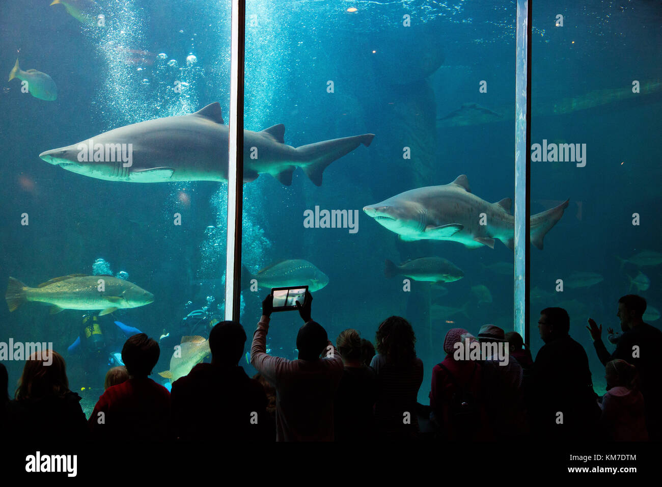 Visitors enjoying Two Oceans Aquarium, Cape Town, South Africa Stock