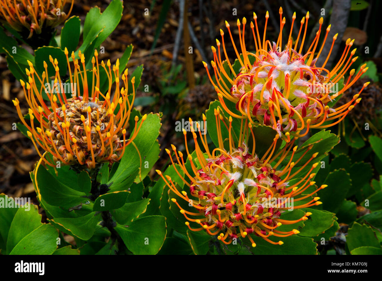 Leucospermum erubescens, an upright shrub originary from South Africa