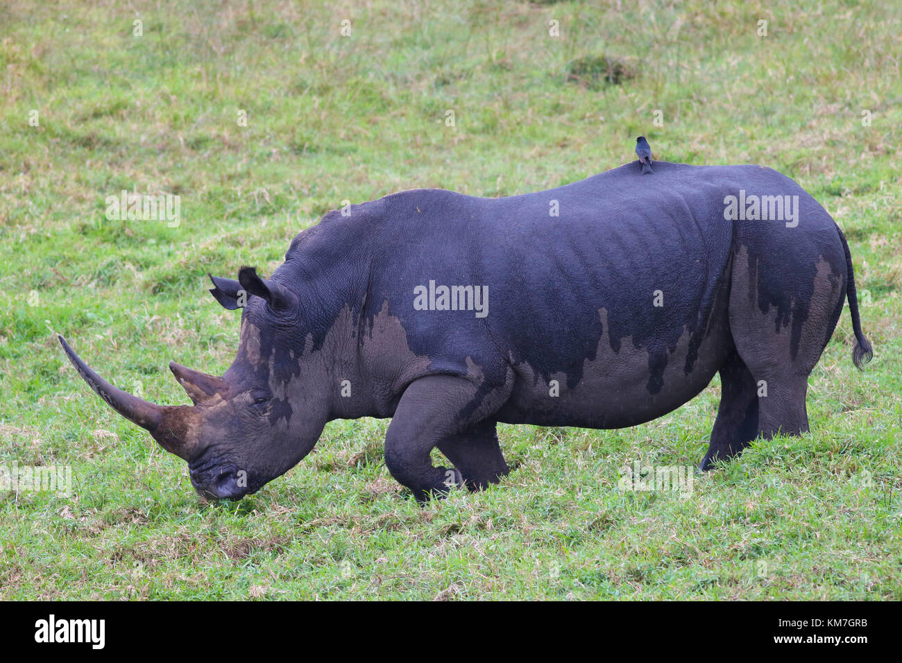 Rhinoceros. iSimangaliso Wetland Park, South Africa Stock Photo
