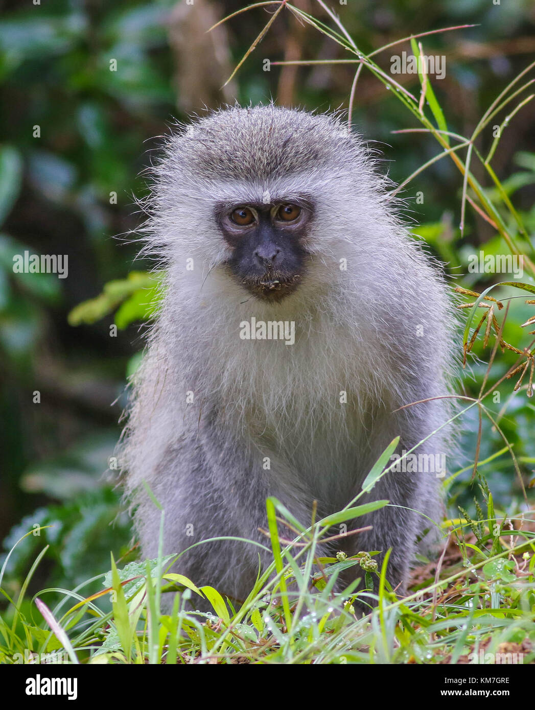 Vervet Monkey (Chlorocebus pygerythrus). iSimangaliso Wetland Park, South Africa Stock Photo
