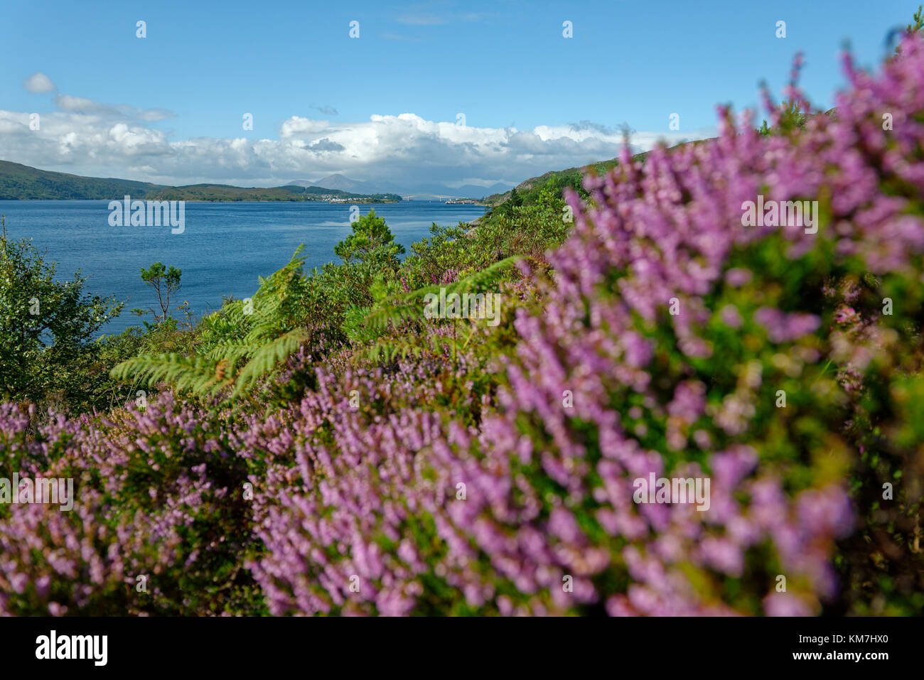 blühende Erika, Heidekraut, Loch Alsh, Inner Hebriden, Northwest Highlands, Schottland, Grossbritannien Stock Photo