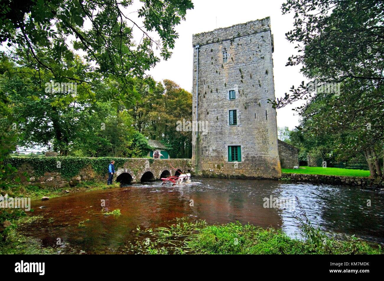 Trotting horses from Ballinasloe Fair refresh in river by Thoor Ballylee, once home of poet W.B.Yeats, near Gort, Galway Ireland Stock Photo