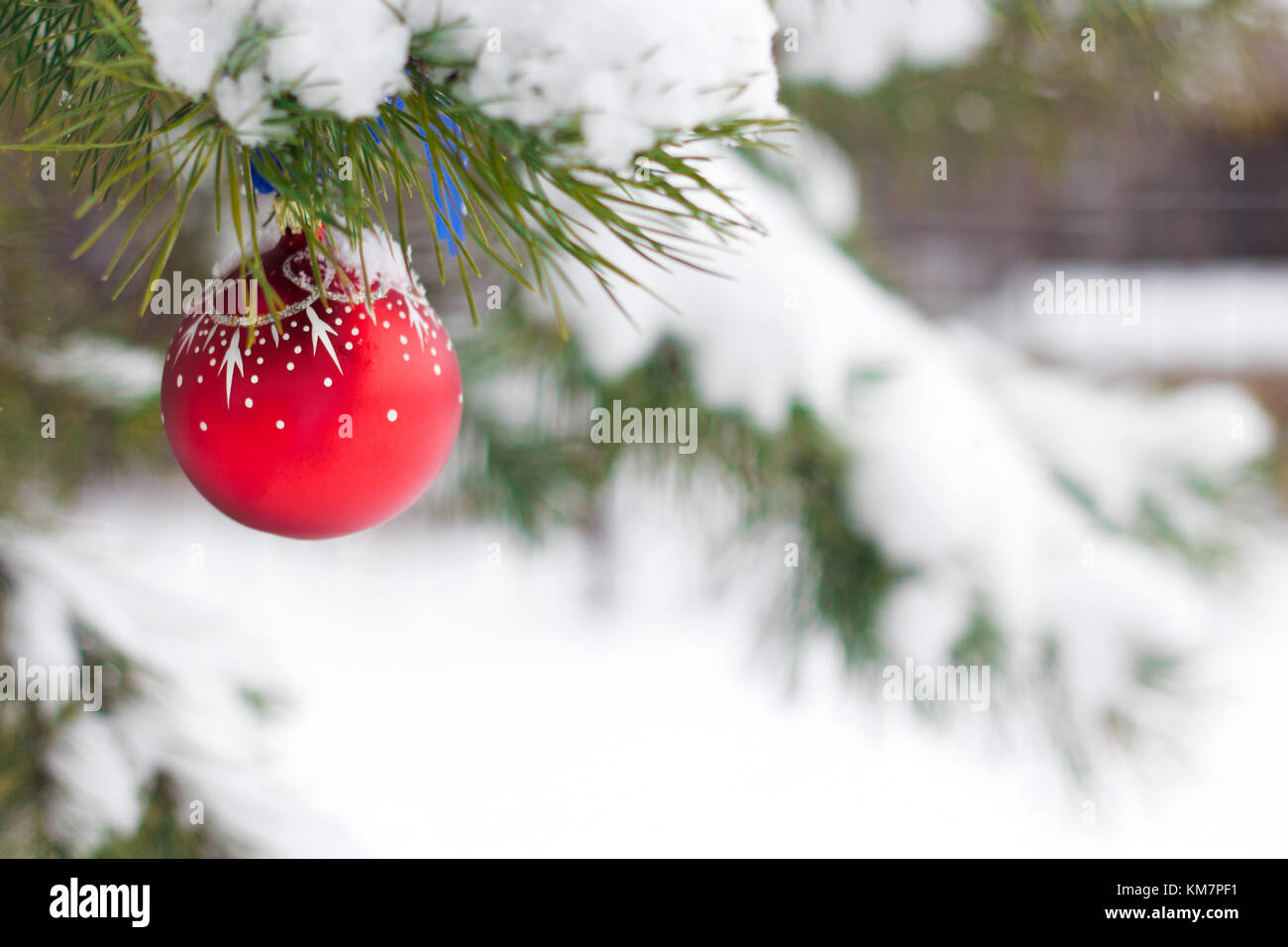 Red christmas ball hanging on pine branches covered with snow Stock ...