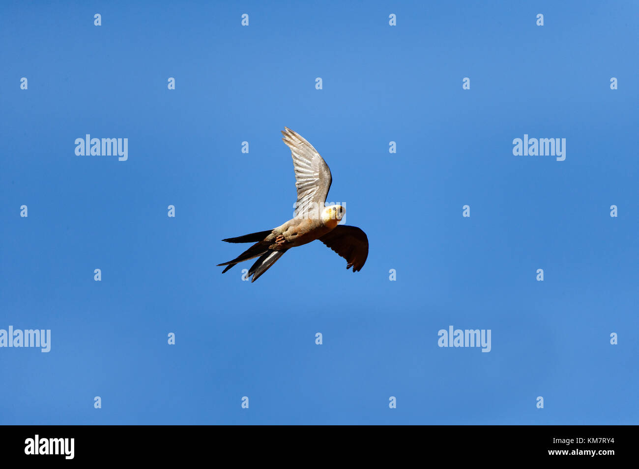 Flying Cockatiel (Leptolophus hollandicus), Pilbara, Western Australia Stock Photo