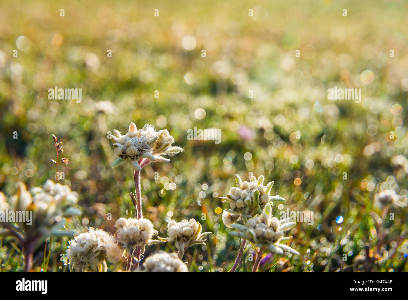 Edelweiss flower hi-res stock photography and images - Alamy