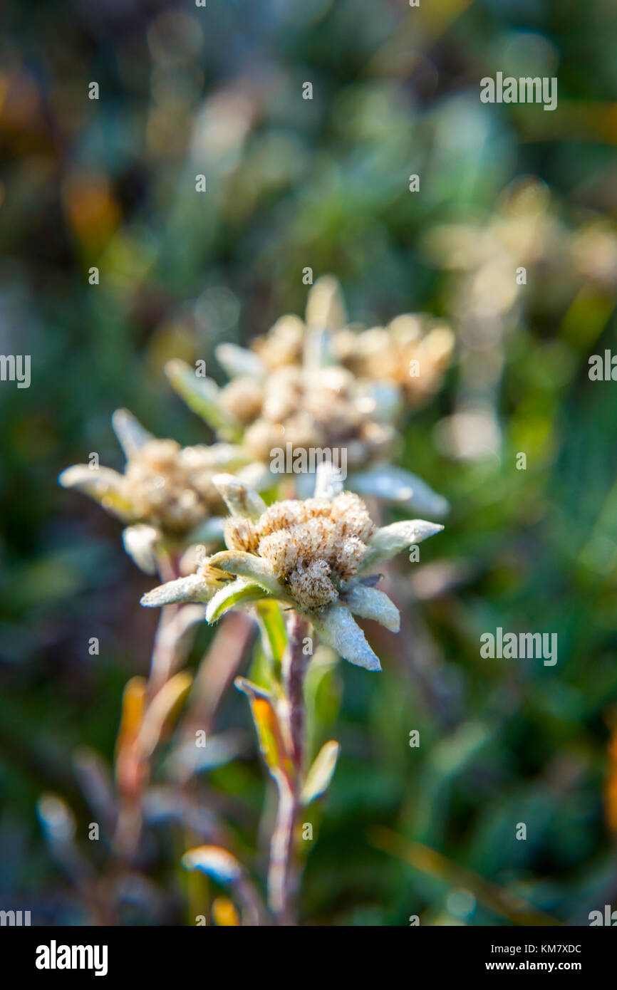 Edelweiss flower blossoming in the mountains and sunlight in the back Stock Photo