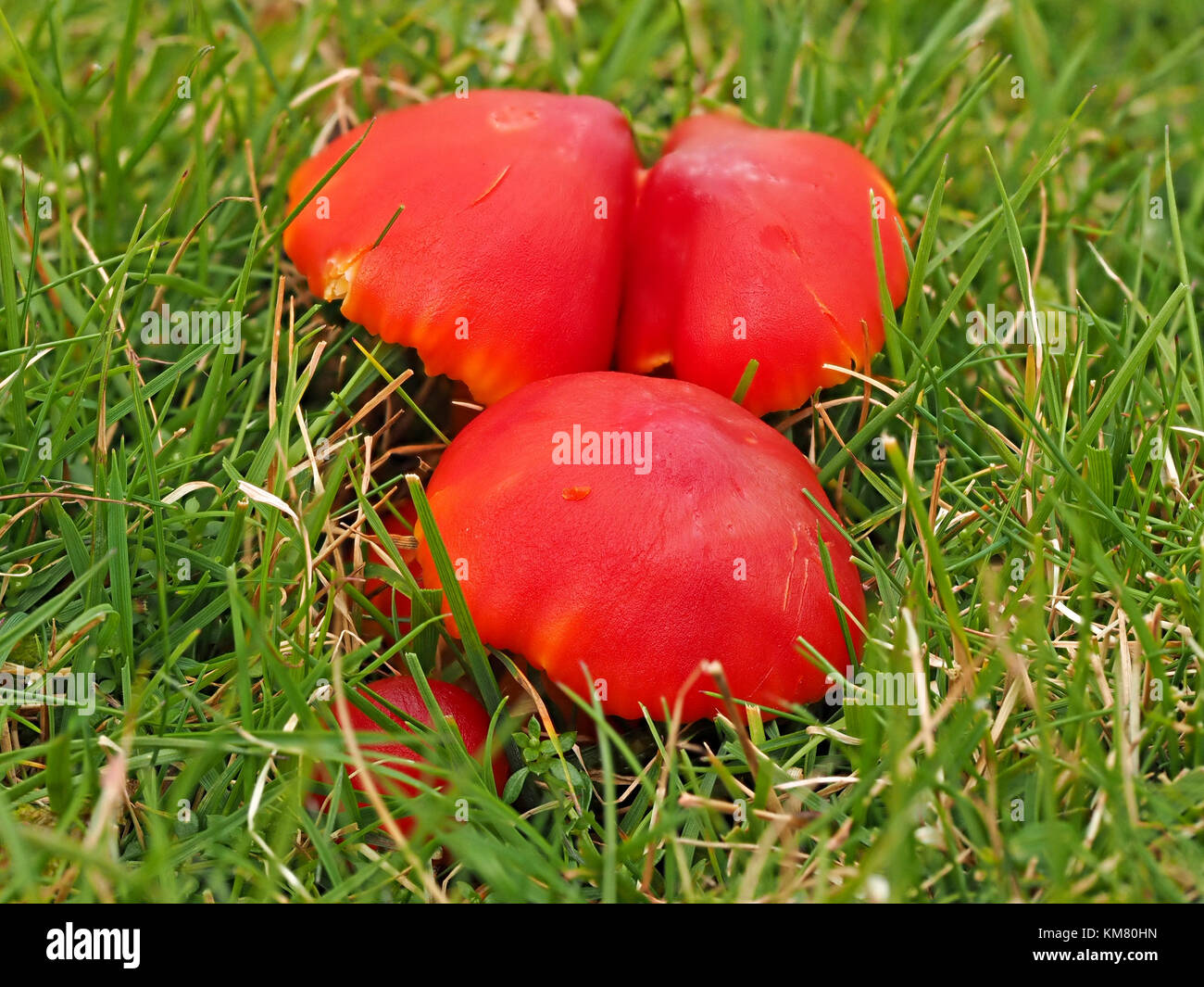 three fruiting bodies of red waxcap fungus (Hygrocybe coccinea) aka Scarlet Waxcap or Scarlet Hood growing in short cropped grass in Cumbrian pasture Stock Photo