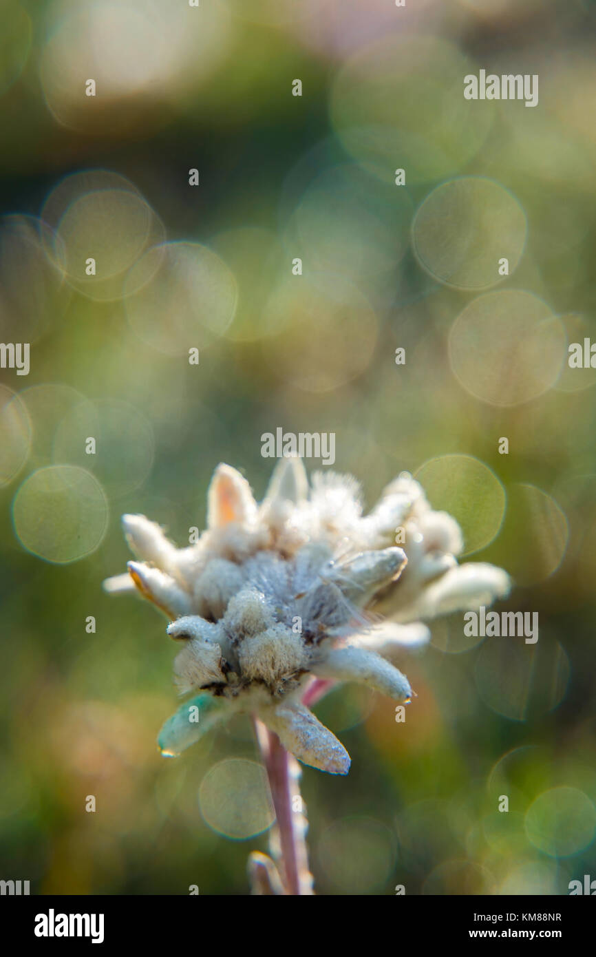Edelweiss flower blossoming in the mountains and sunlight in the back Stock Photo