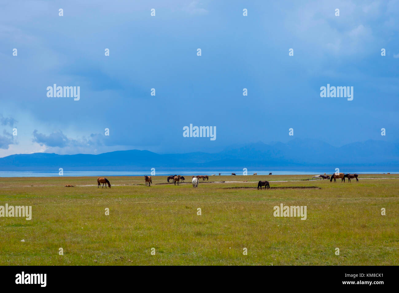 Horses and beautiful landscapes by Song Kul lake, Kyrgyzstan Stock Photo