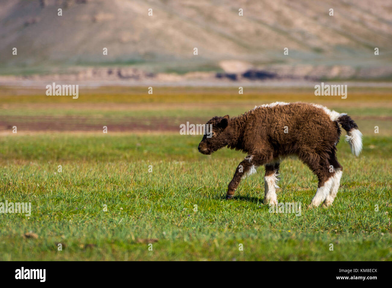 Small brown and white baby yak in the pasture Stock Photo