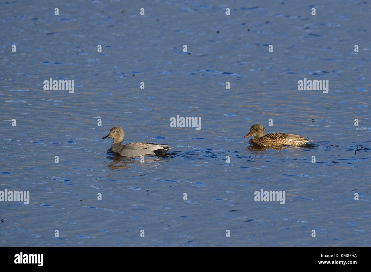 A pair of ducks swimming across the lake at RSPB Ham Wall Nature Reserve Meare Somerset Uk Stock Photo