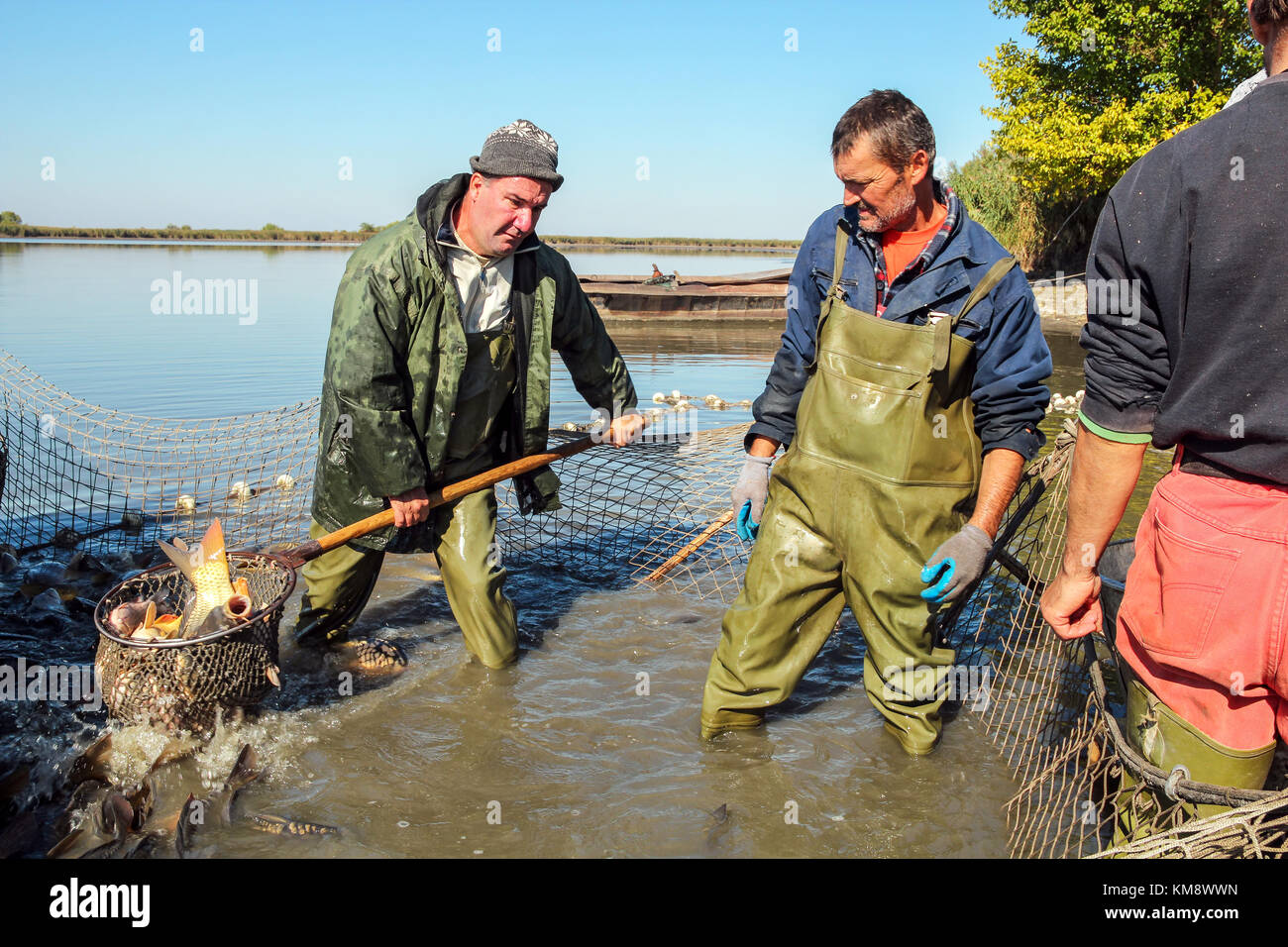 Farmer carp hi-res stock photography and images - Alamy