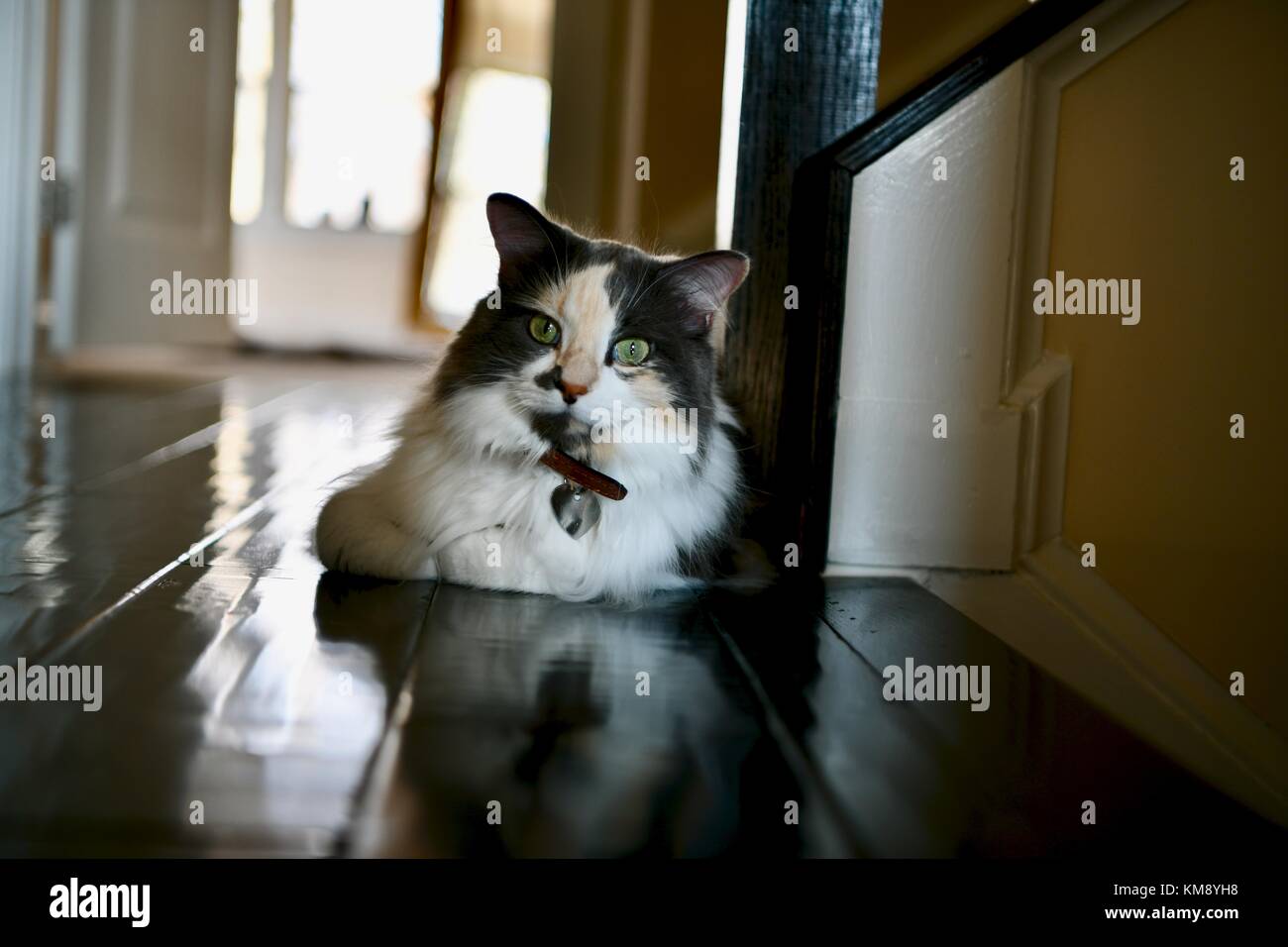 Calico Cat With Long Hair Stock Photos Calico Cat With Long Hair