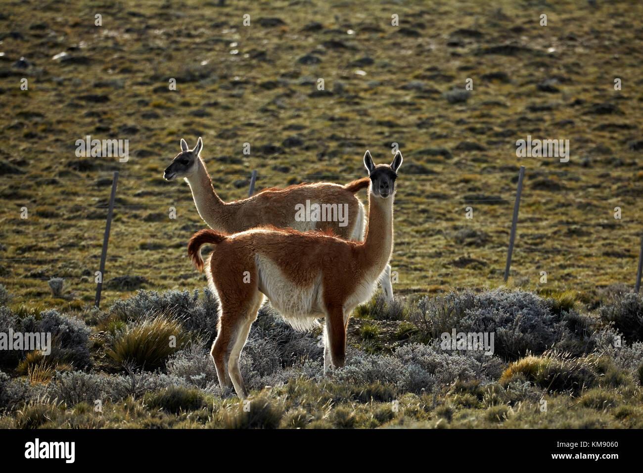 Guanacos (Lama guanicoe), near El Chalten, Patagonia, Argentina, South America Stock Photo