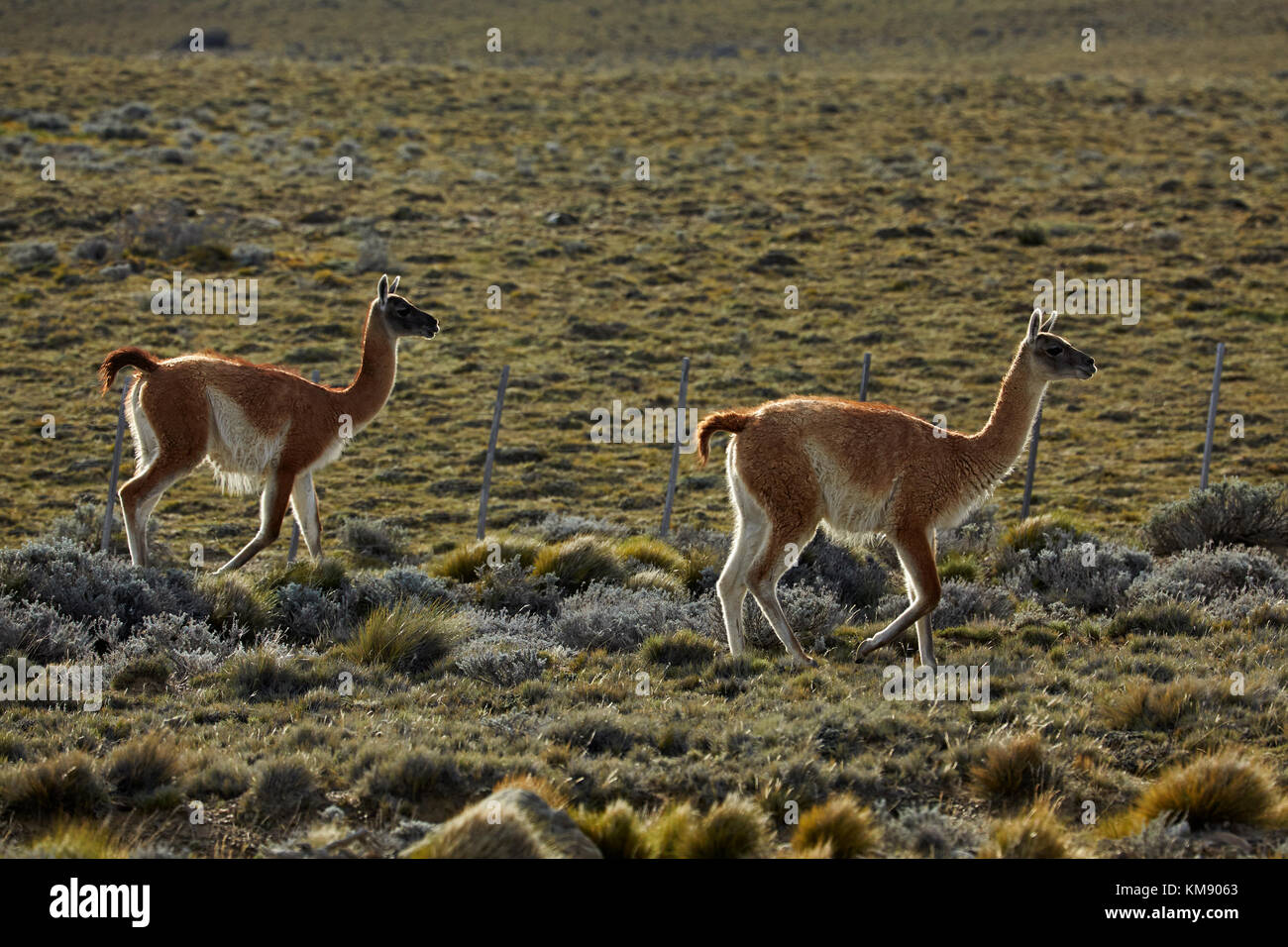 Guanacos (Lama guanicoe), near El Chalten, Patagonia, Argentina, South America Stock Photo