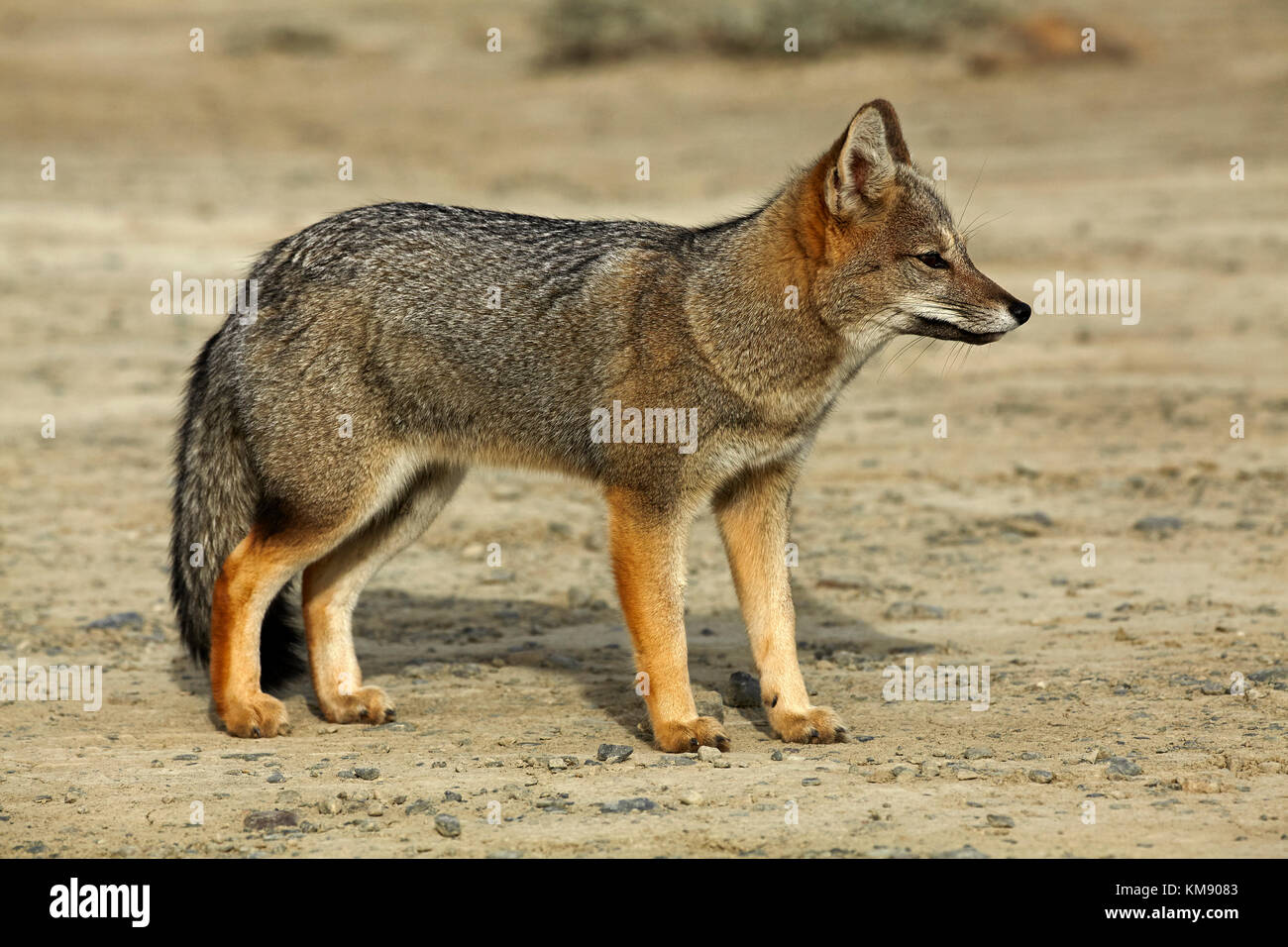 South American gray fox (Lycalopex griseus), Patagonia, Argentina, South America Stock Photo