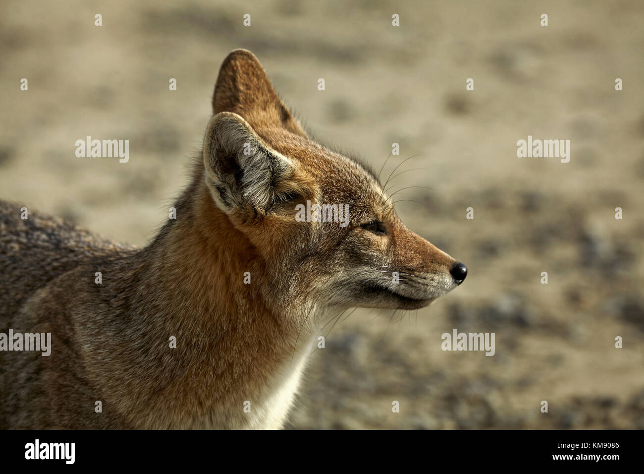 South American gray fox (Lycalopex griseus), Patagonia, Argentina, South America Stock Photo