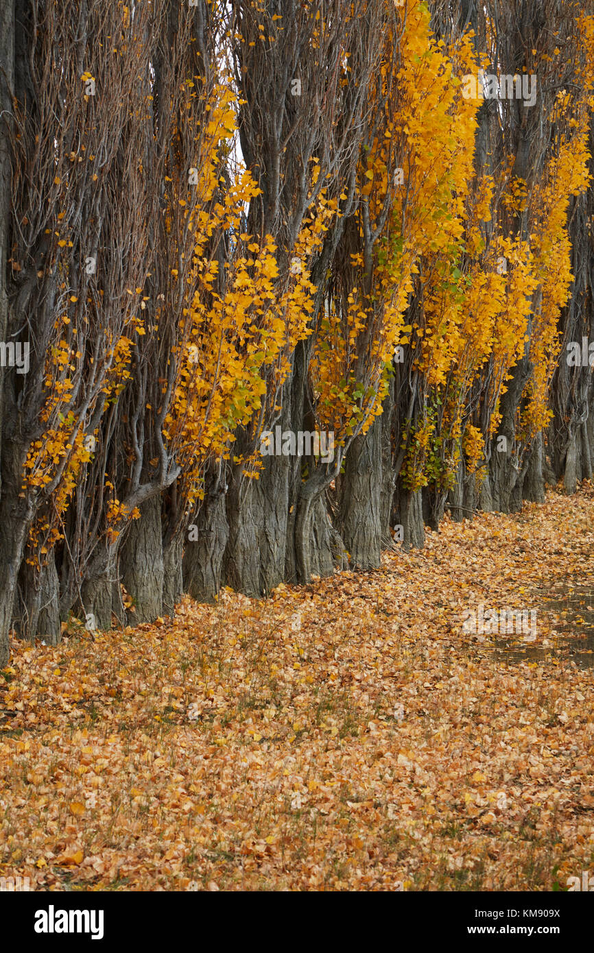 Poplar trees and stock yard by La Leona River, Patagonia, Argentina, South America Stock Photo