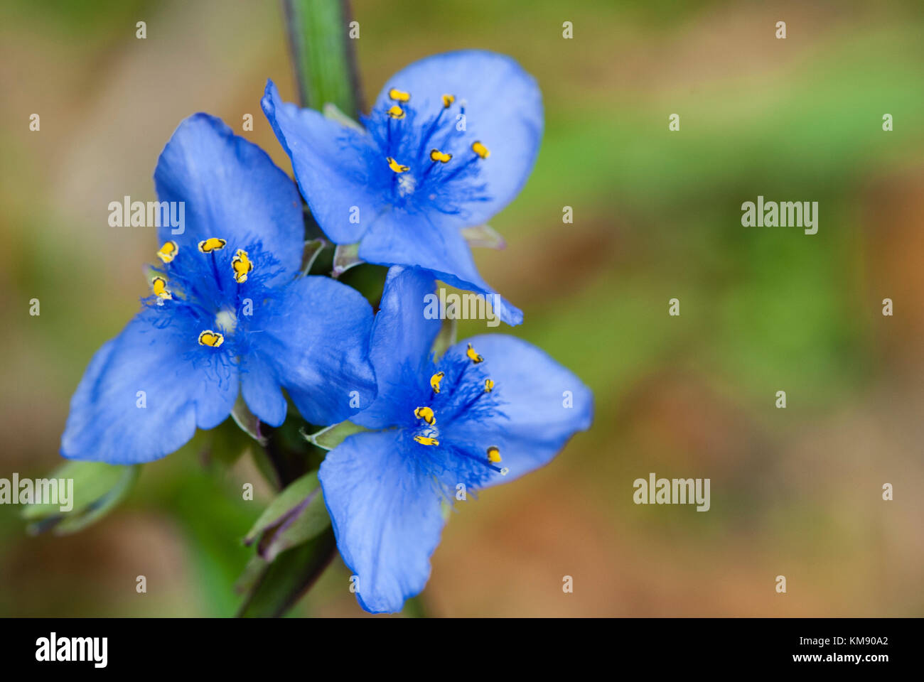 Blue spiderwort flowers Stock Photo