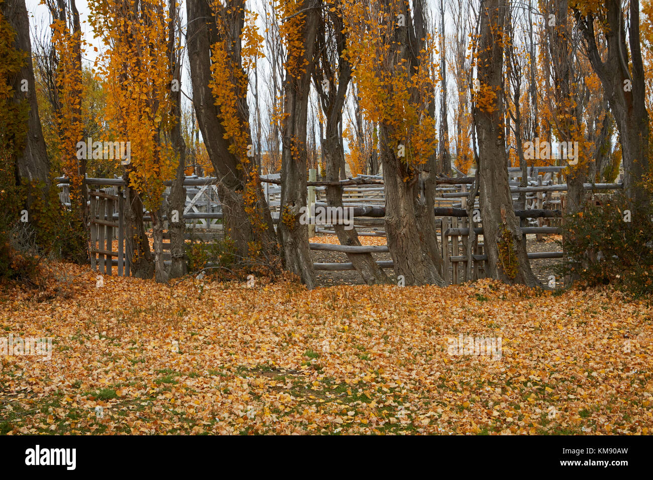 Poplar trees and stock yard by La Leona River, Patagonia, Argentina, South America Stock Photo