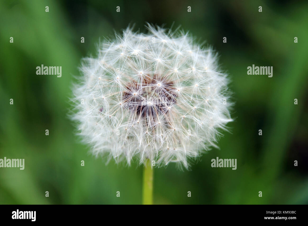 seed head of a dandelion Stock Photo