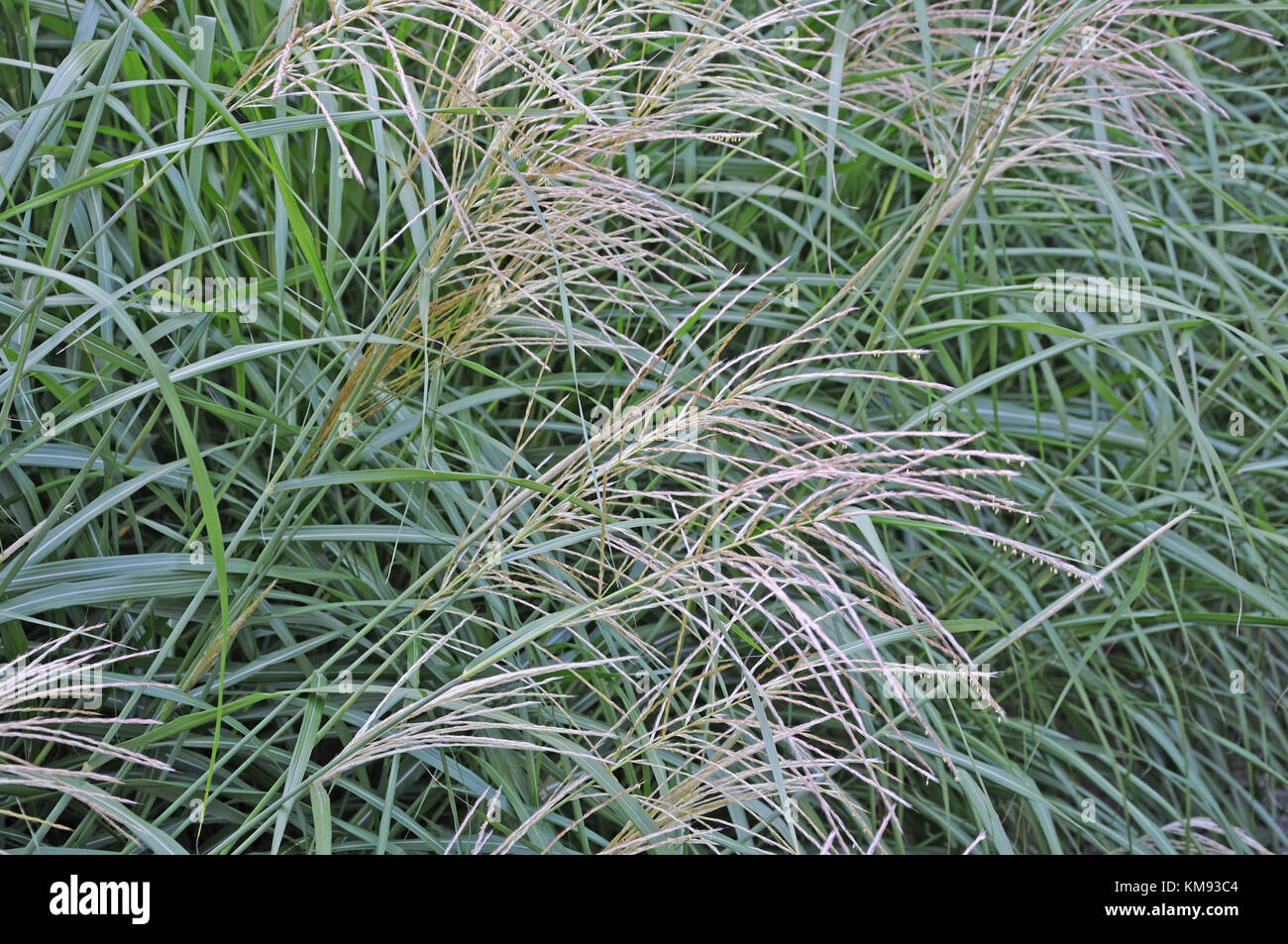 flowering chinese silver grass Stock Photo