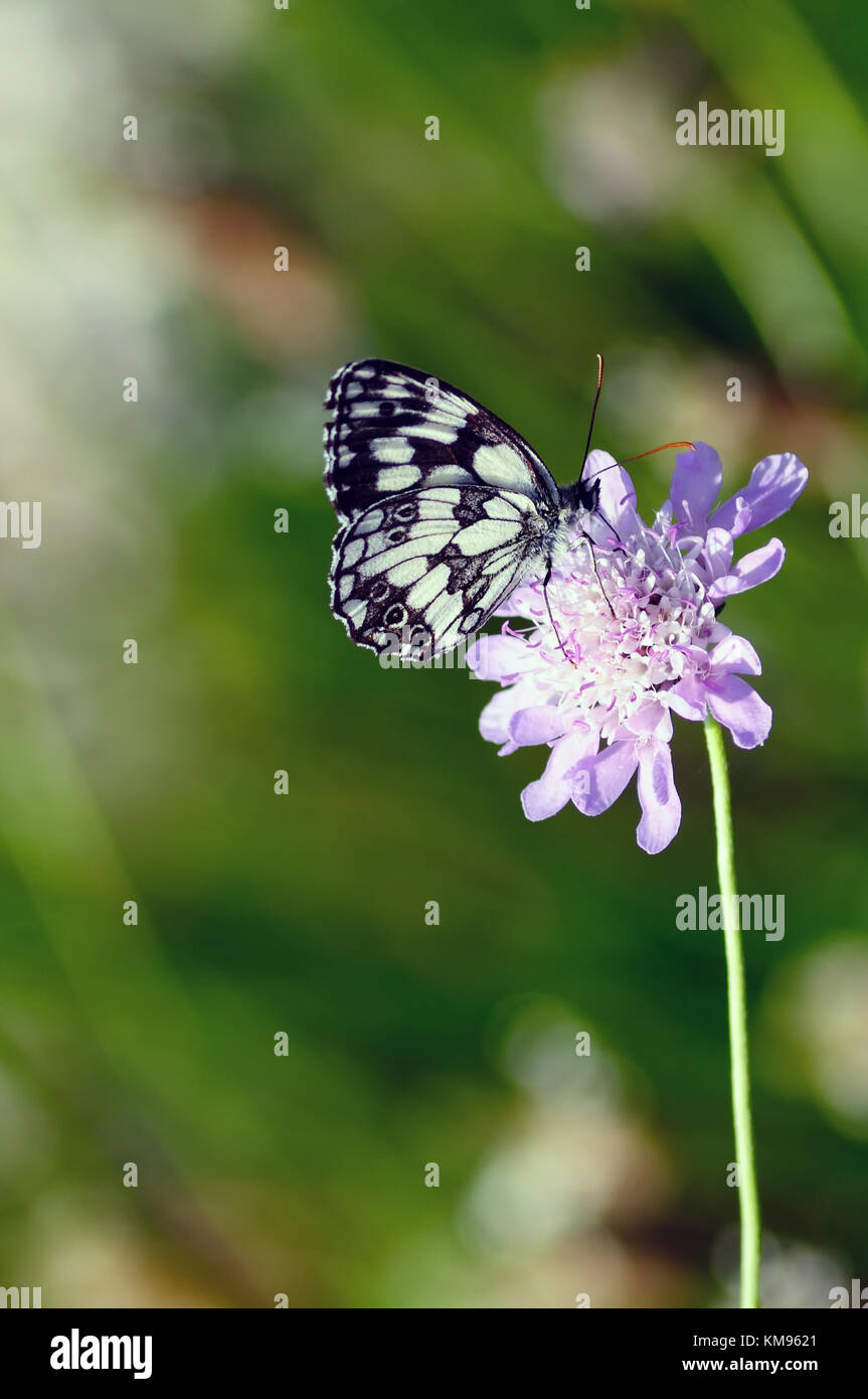 butterfly and flower Stock Photo