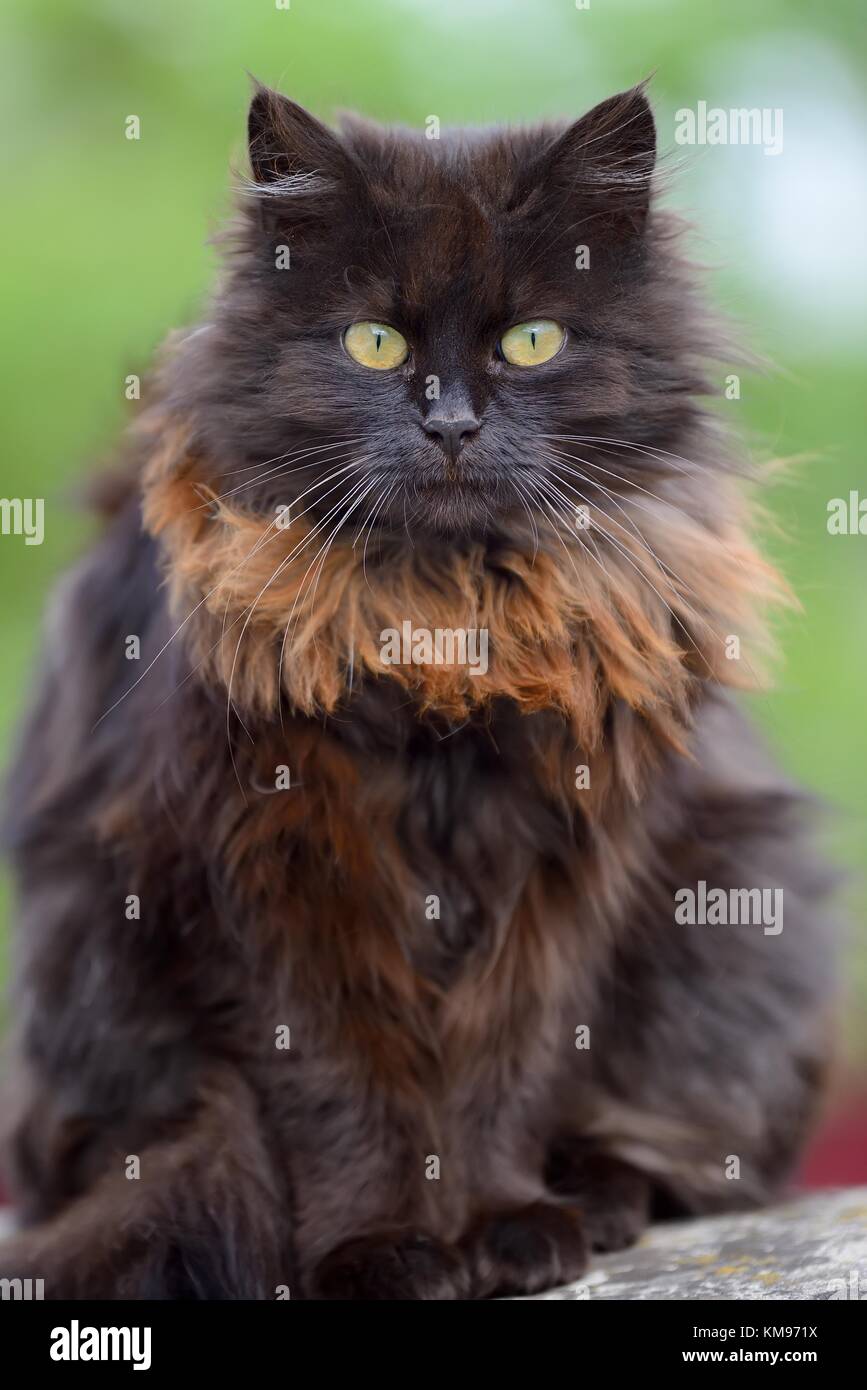 Close Up Funny Big Brown Cat Portrait Stock Photo Alamy