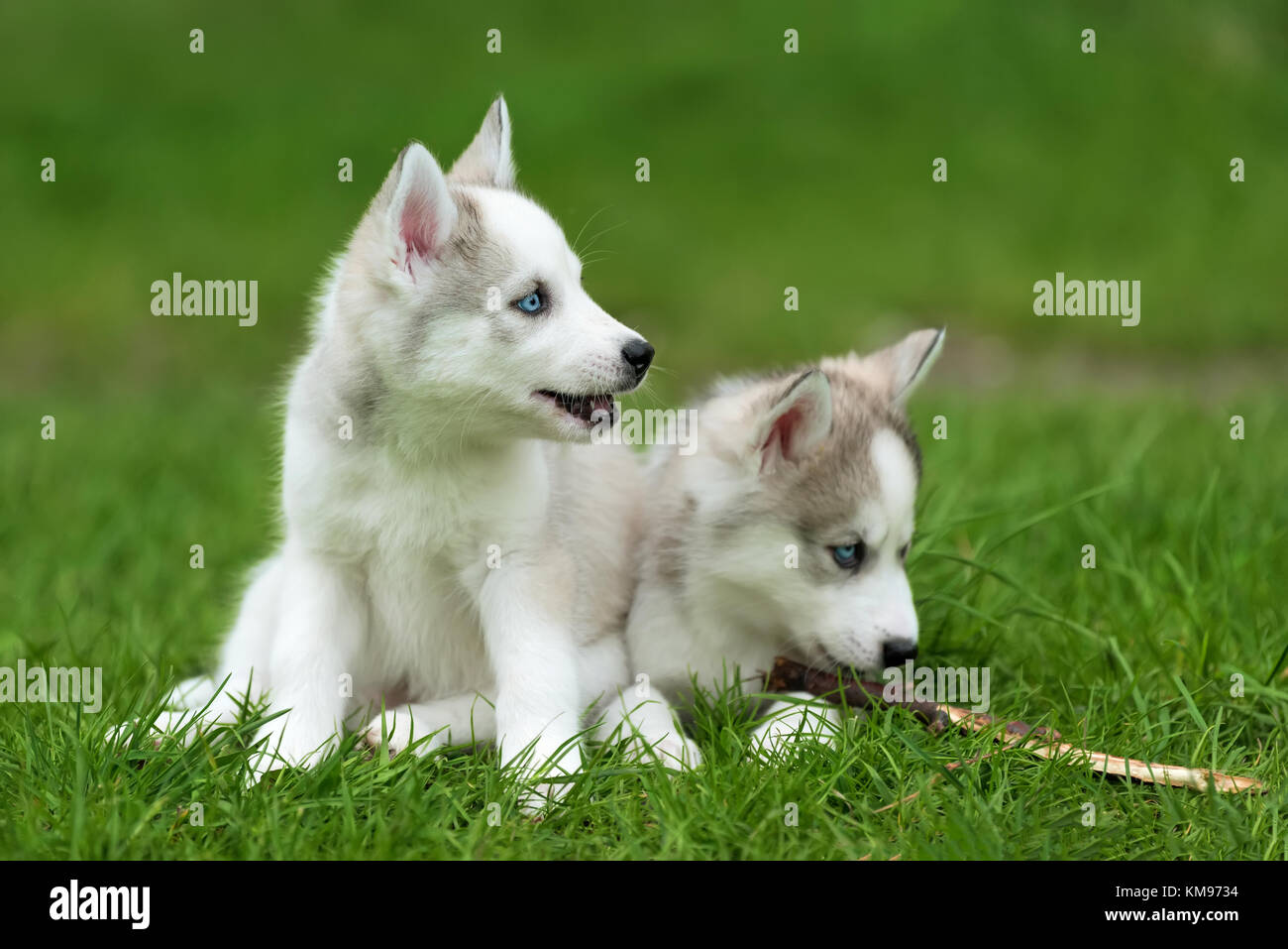 Cute little siberian husky puppy in grass Stock Photo - Alamy